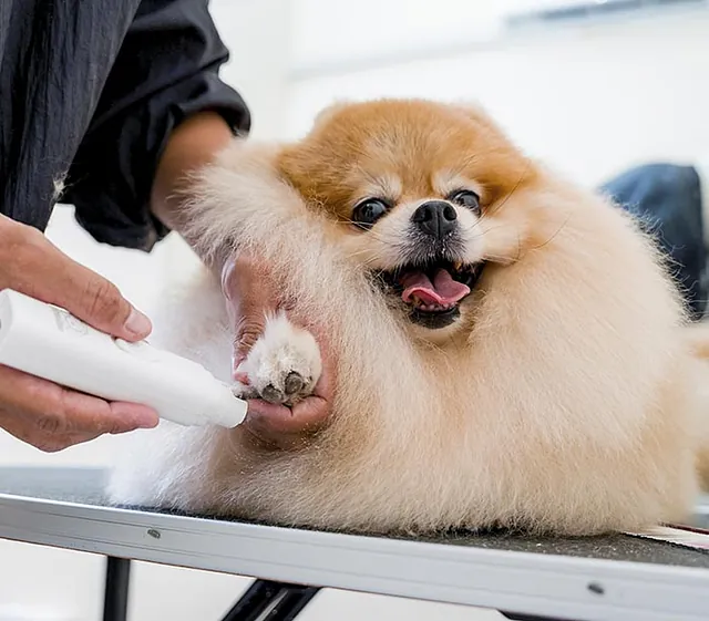 Perro en corte de uñas