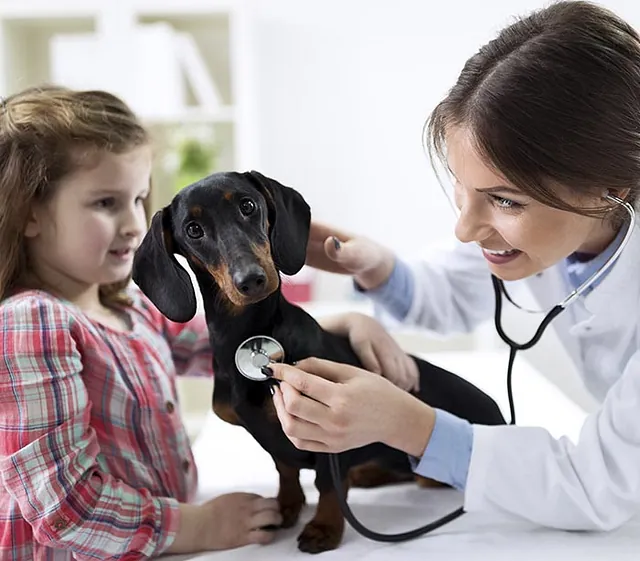 Chica examinando perro