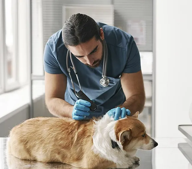 Veterinario examinando perro