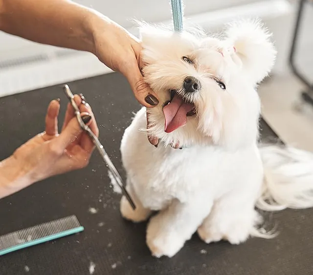 Perro en peluquería 