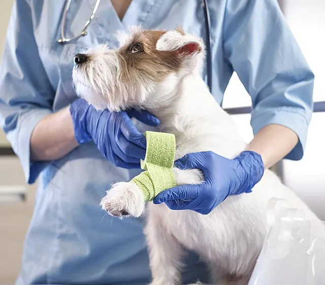 Veterinaria colocando vendaje a perro