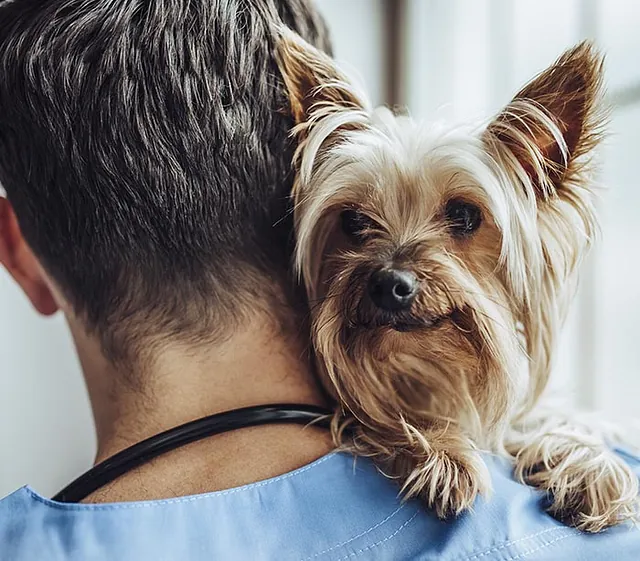 Veterinario y perro